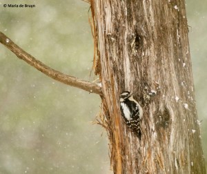 downy-woodpecker-i77a2810-maria-de-bruyn-res