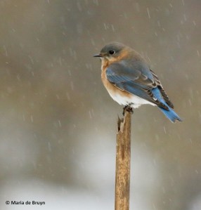 eastern-bluebird-i77a2285-maria-de-bruyn-res