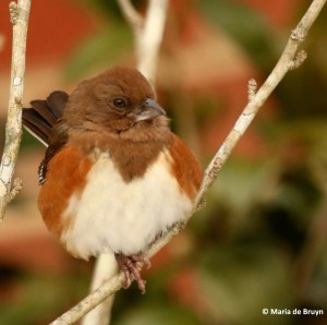 eastern-towhee-i77a4111-maria-de-bruyn-res