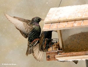 european-starling-i77a2674-maria-de-bruyn-res