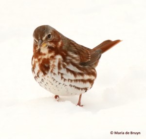 fox-sparrow-i77a3773-maria-de-bruyn-res