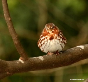 fox-sparrow-i77a4348-maria-de-bruyn-res
