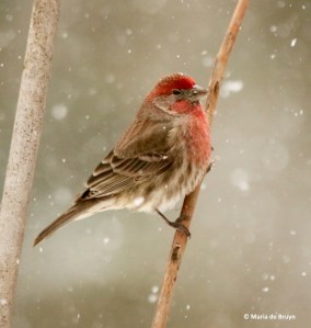 house-finch-i77a2852-maria-de-bruyn-res