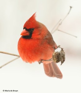 northern-cardinal-i77a3099-maria-de-bruyn-res