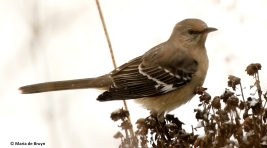 northern-mockingbird-i77a2714-maria-de-bruyn-res