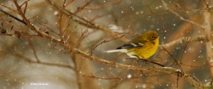 pine-warbler-i77a2441-maria-de-bruyn-res