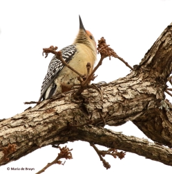 red-bellied-woodpecker-i77a4047-maria-de-bruyn-res