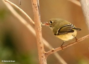 ruby-crowned-kinglet-i77a4167-maria-de-bruyn-res