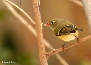 ruby-crowned-kinglet-i77a4167-maria-de-bruyn-res