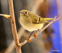 ruby-crowned-kinglet-i77a4263-maria-de-bruyn-res
