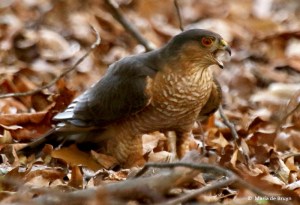 sharp-shinned-hawk-i77a8520-maria-de-bruyn-res