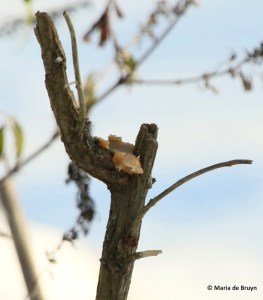 suet-i77a3541-maria-de-bruyn-res