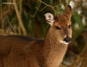 white-tailed-deer-i77a4029-maria-de-bruyn-res
