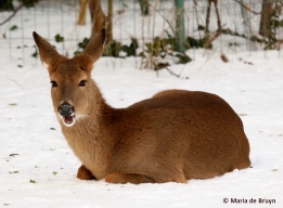 white-tailed-deer-i77a4431-maria-de-bruyn-res