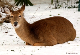white-tailed-deer-i77a4432-maria-de-bruyn-res