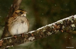 white-throated-sparrow-i77a2733-maria-de-bruyn-res