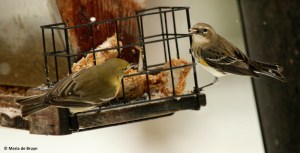 yellow-rumped-warbler-i77a3138-maria-de-bruyn-res