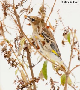 yellow-rumped-warbler-i77a3913-maria-de-bruyn-res