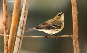 yellow-rumped-warbler-i77a4305-maria-de-bruyn-res