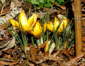 crocus-img_1790-maria-de-bruyn-res