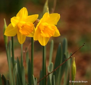 daffodil-i77a2325-maria-de-bruyn-res