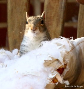 eastern-gray-squirrel-i77a0079-maria-de-bruyn-res