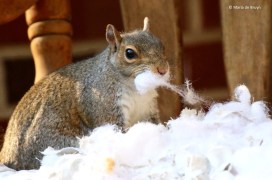 eastern-gray-squirrel-i77a0093-maria-de-bruyn-res