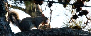 eastern-gray-squirrel-i77a0139-maria-de-bruyn