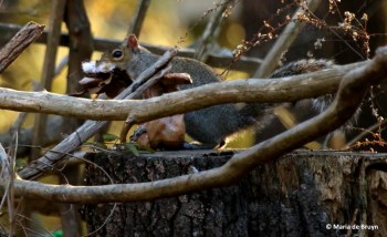 eastern-gray-squirrel-i77a1995-maria-de-bruyn-res