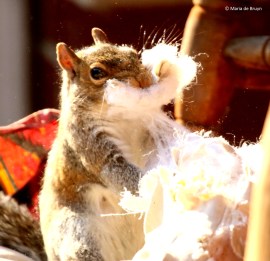 eastern-gray-squirrel-i77a9795-maria-de-bruyn-res