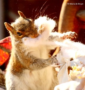 eastern-gray-squirrel-i77a9796-maria-de-bruyn-res