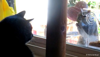 eastern-gray-squirrel-img_1911-maria-de-bruyn-res