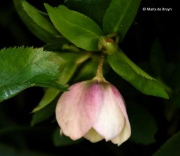 lenten-rose-i77a1903-maria-de-bruyn-res