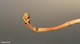 tree-i77a1949-maria-de-bruyn-res