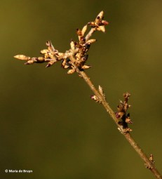 tree-i77a1963-maria-de-bruyn-res