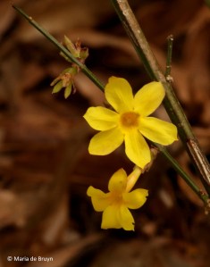 winter-jasmine-i77a0793-maria-de-bruyn-res