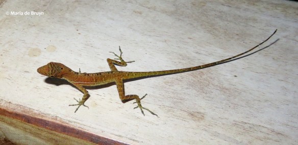 Leapin’ lizards! Remarkable reptiles in Costa Rica | My beautiful world