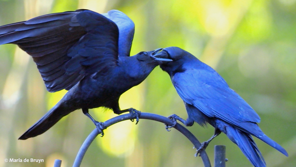 American crow P4080661 © Maria de Bruyn res