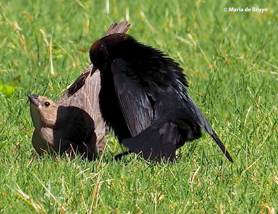 brown-headed cowbird P5097676 © Maria de Bruyn res