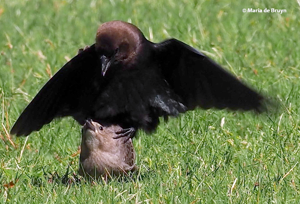 brown-headed cowbird P5097682 © Maria de Bruyn res