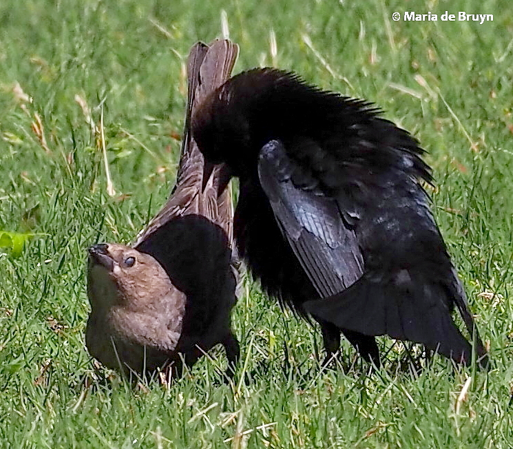 brown-headed cowbird P5097686© Maria de Bruyn res