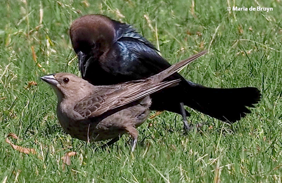 brown-headed cowbird P5097689© Maria de Bruyn res