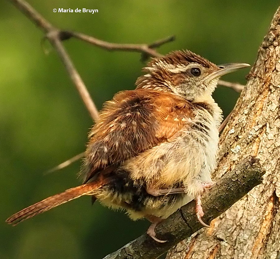 Carolina wren P7059955 © Maria de Bruyn res