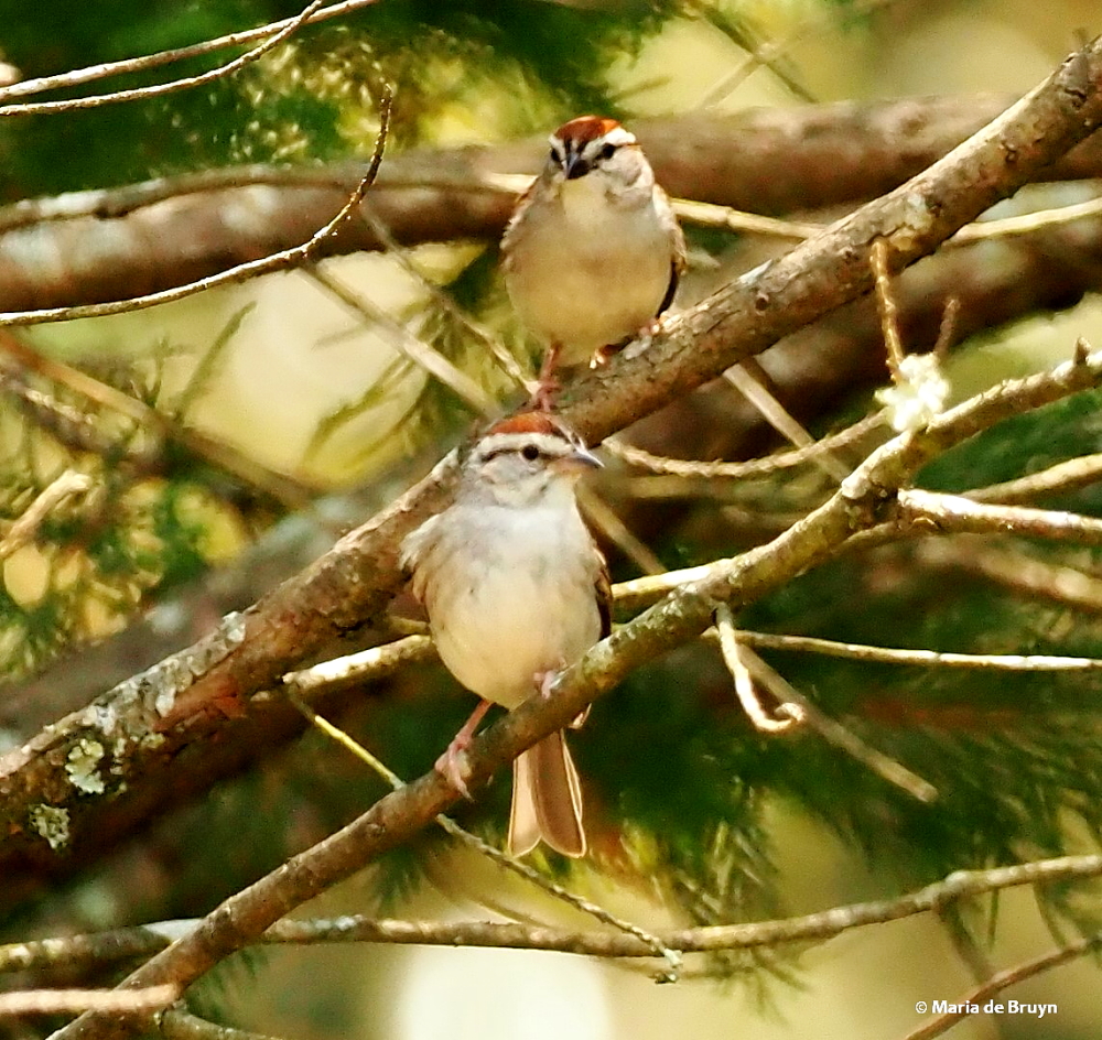 chipping sparrow P6256620© Maria de Bruyn sgd res