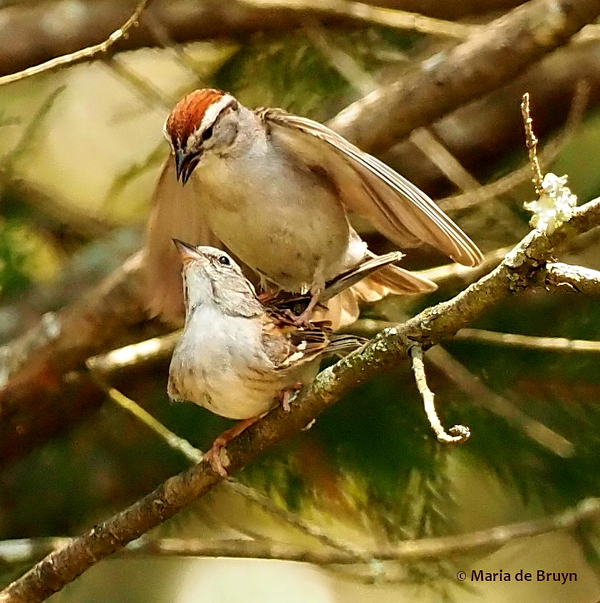 chipping sparrow P6256622© Maria de Bruyn res