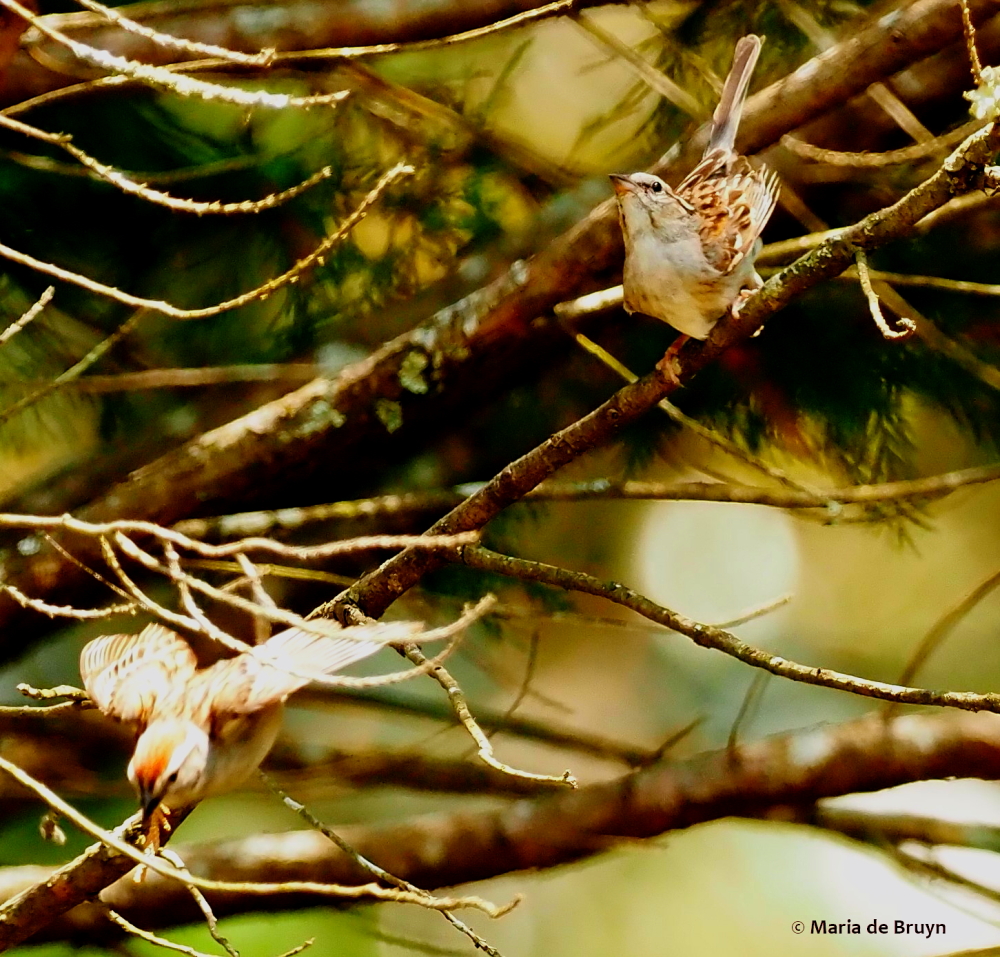chipping sparrow P6256623© Maria de Bruyn res