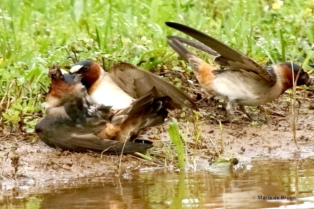 cliff swallows 2G0A3283© Maria de Bruyn res