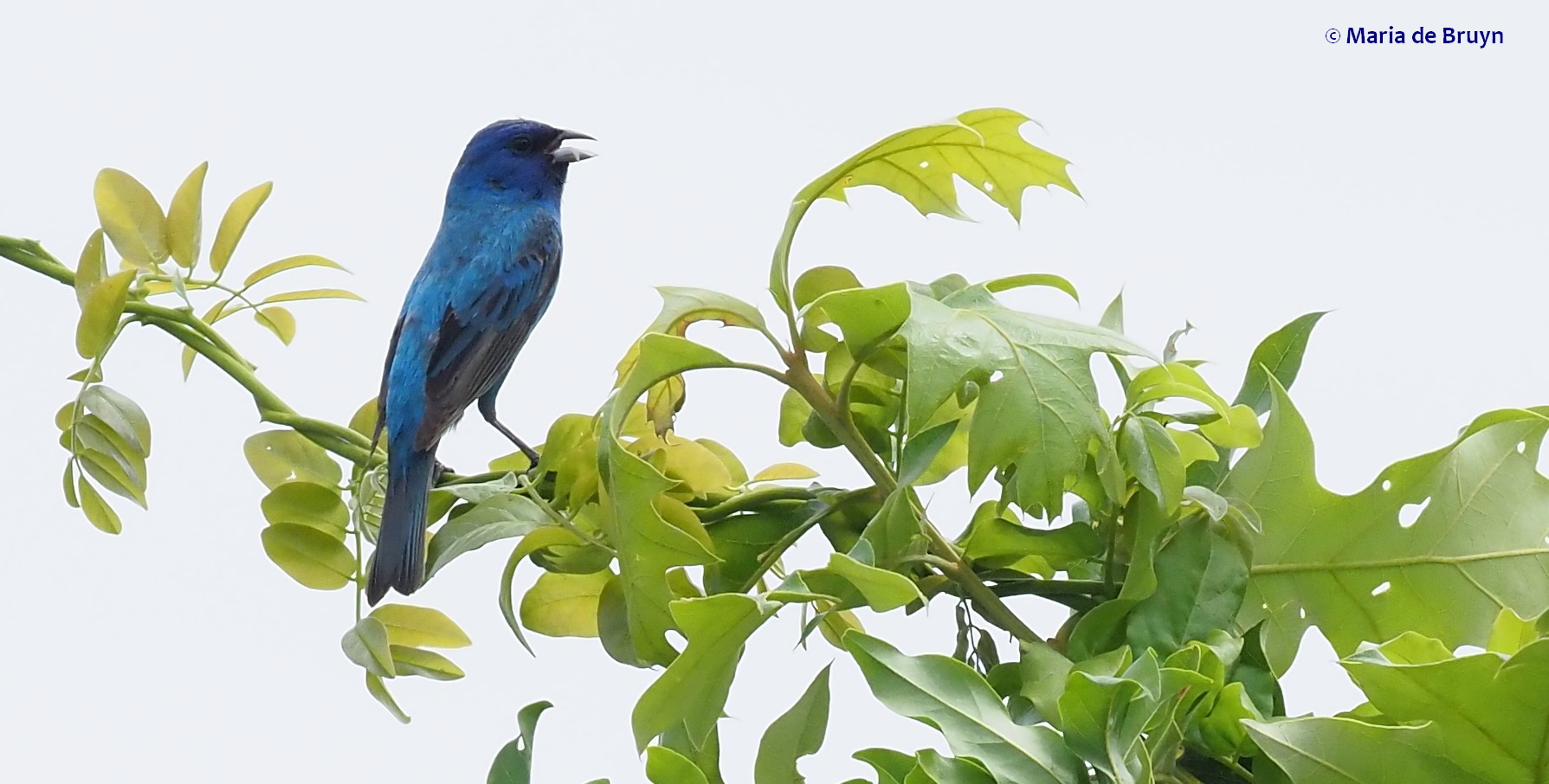 Indigo bunting P6308502© Maria de Bruyn