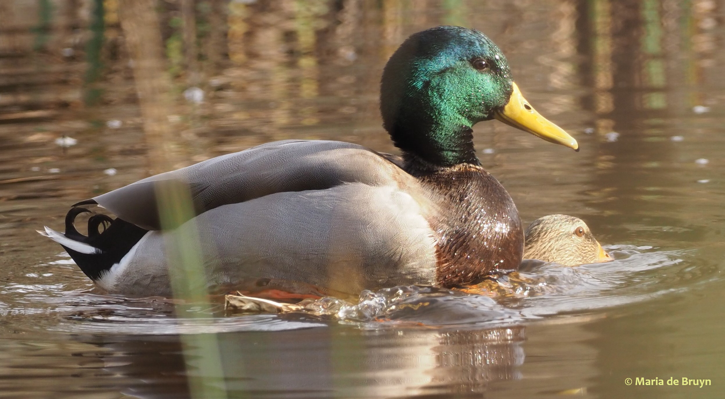 Mallard duck P1232837 © Maria de Bruyn