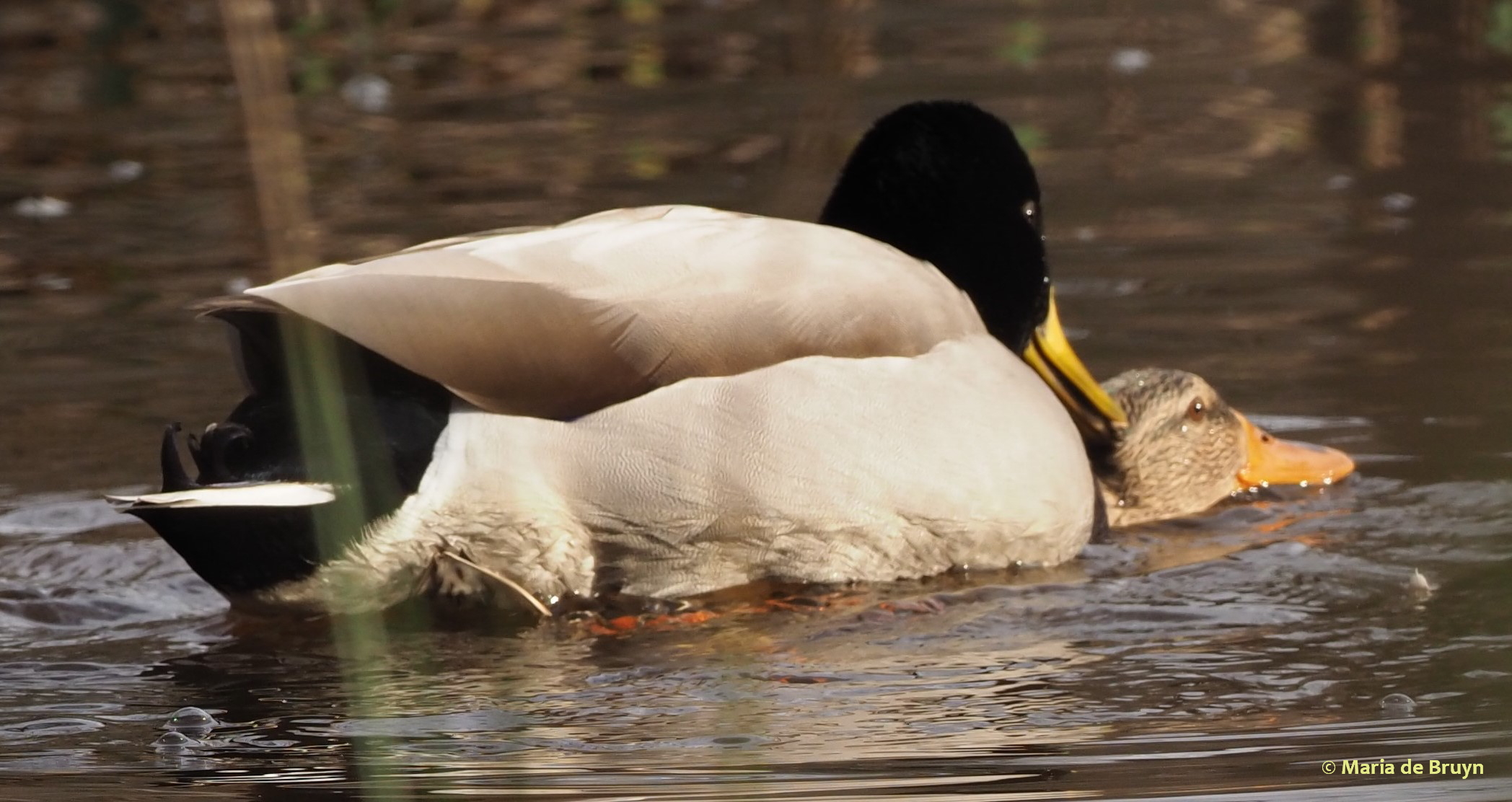 Mallard duck P1232839 © Maria de Bruyn